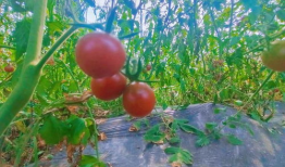 潜山吃瓜最新事件爆料,揭秘背后惊人真相